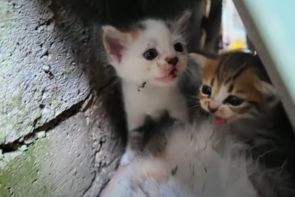 stuck kittens 1024x684