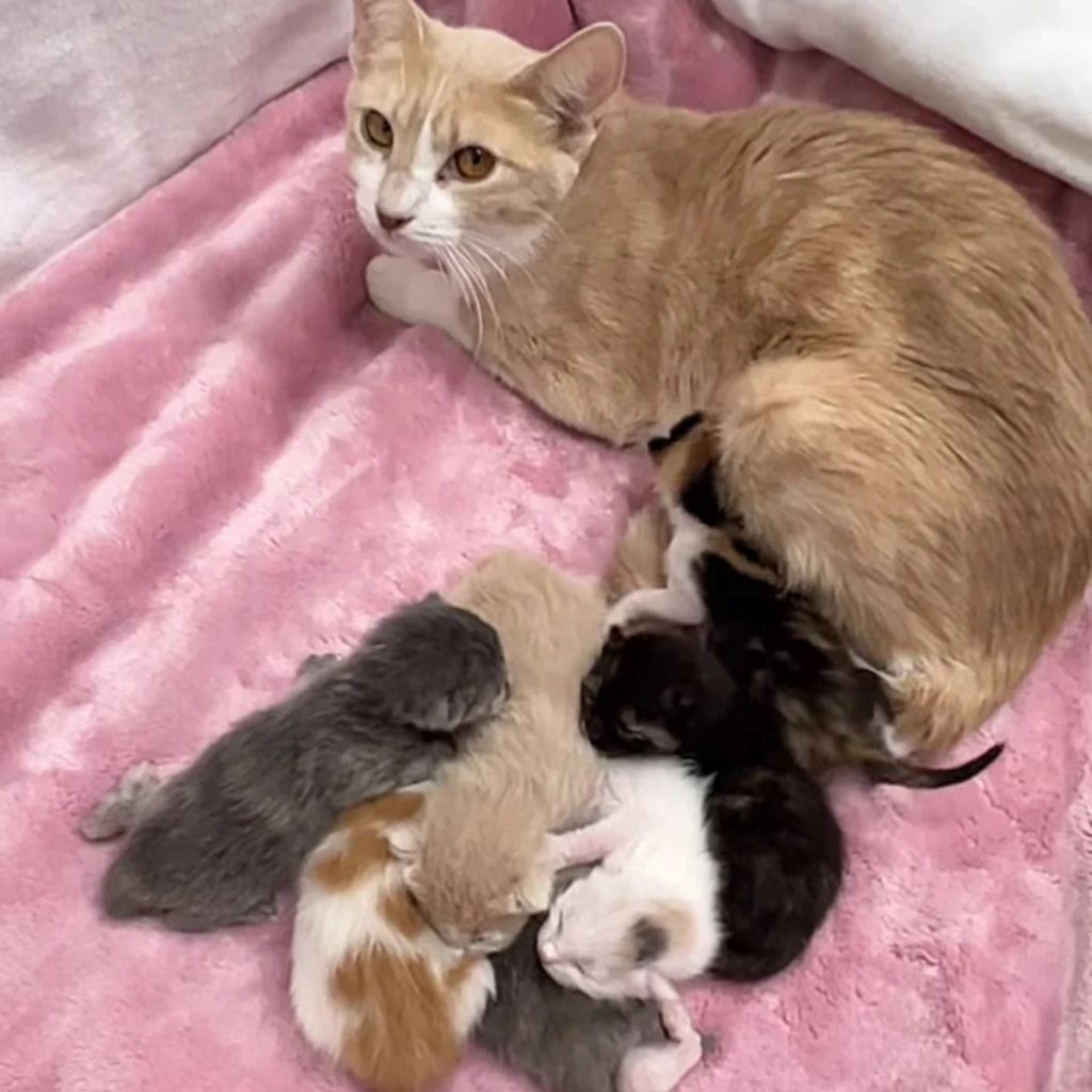 the cat is lying on a pink blanket with kittens 1024x1024