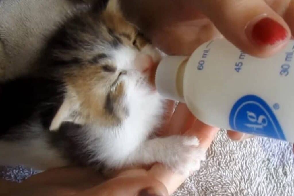 Garbage Collector Rescues Kittens from Brush Pile