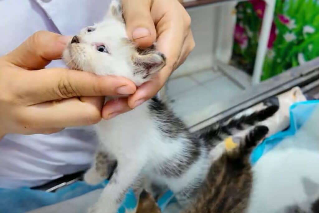 the man examines the little machetes eyes