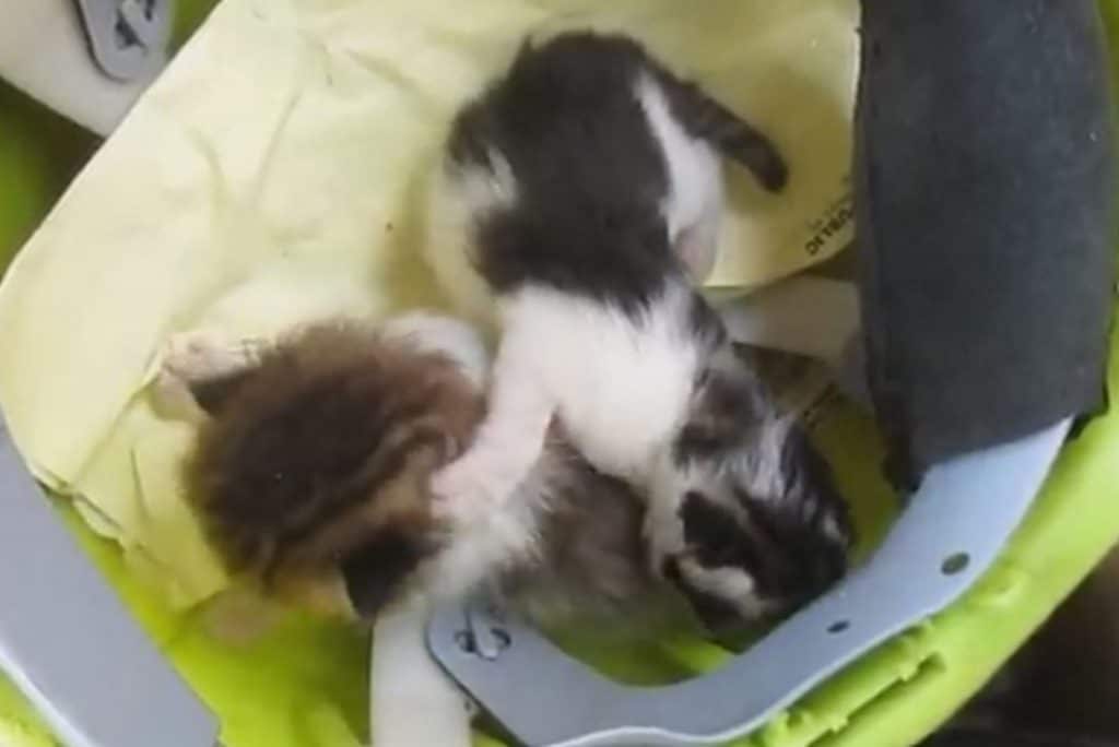 two little kittens 1024x684