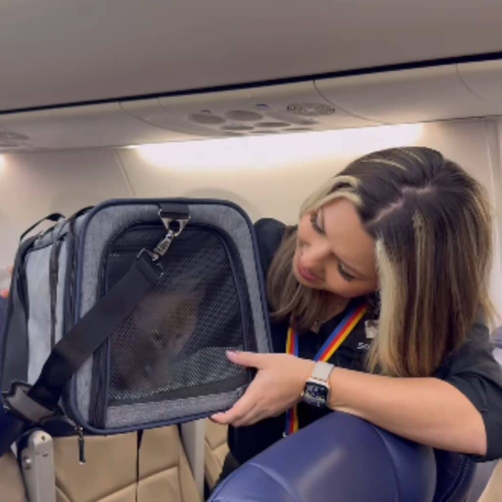 woman and kitten on airplane